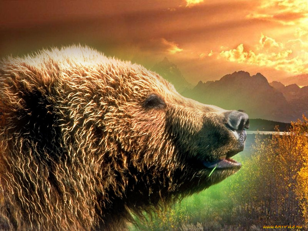 bear, , 